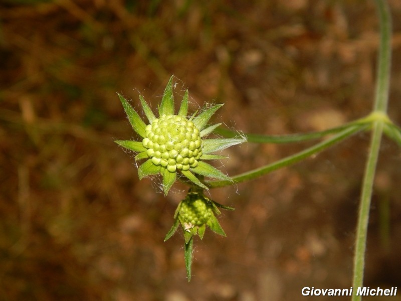 Knautia sp.